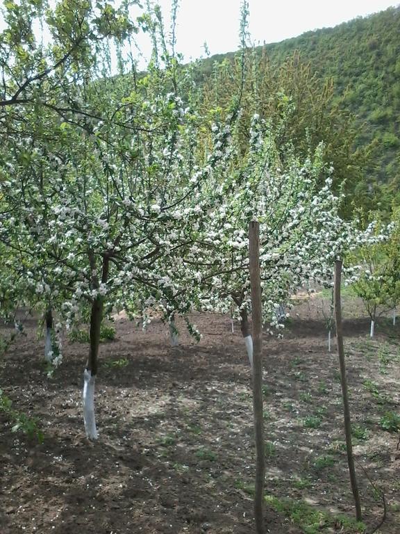 La Popas Orhei Bagian luar foto
